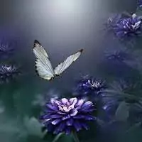 butterfly pictures dp